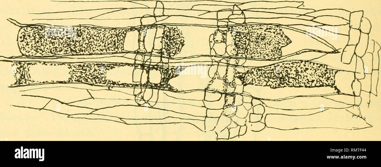 . Annals of applied biology. Biology, Economic; Biochemistry. t! On Diseases of Plum Trees Lateral penetration of the hyphae takes place through the pits which abound in the tissues of the wood (cf. Fig. 7). This penetration is very slow, and often limited to the young wood, e.g. in a dead branch 8 ins. in diameter, from a Prince of Wales tree, hyphae could be found in the outermost § ins., and in the inner part of this zone only in the medullary rays. In the vessels themselves the hyphae were limited to the outermost  inch. The cell walls are practically unaffected by these fungi, sections f Stock Photo