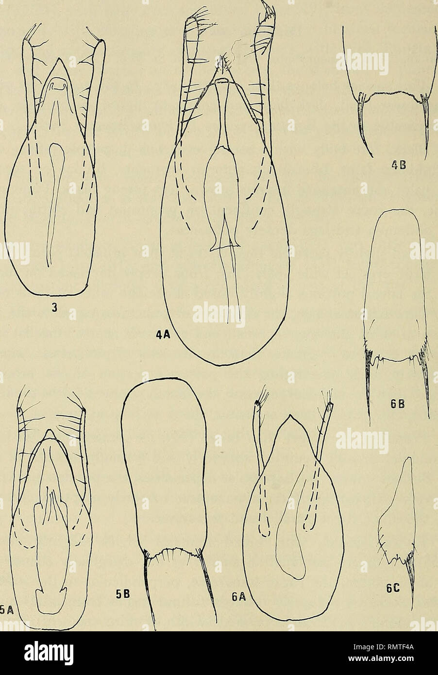 . Annali del Museo civico di storia naturale Giacomo Doria. Natural history. 362 G.M. DE ROUGEMONT Tergite VII with an apical membranous fringe ; tergite X shiny, rounded at apex, and depressed. Legs fairly long; length of metatibia: 34; length. Figs. 3: Dianons tonkinensis Puthz from Celebes, aedeagus, ventral view; 4: Dianous yao Rougemont from Doi Inthanon - A: aedeagus; B: apex of male 9th sternite; 5: Dianous lahu n. sp. - A: aedeagus; B: male 9th sternite; 6: Dianous meo n. sp. - A: aedeagus; B: male 9th sternite; C: female valvifer.. Please note that these images are extracted from scan Stock Photo