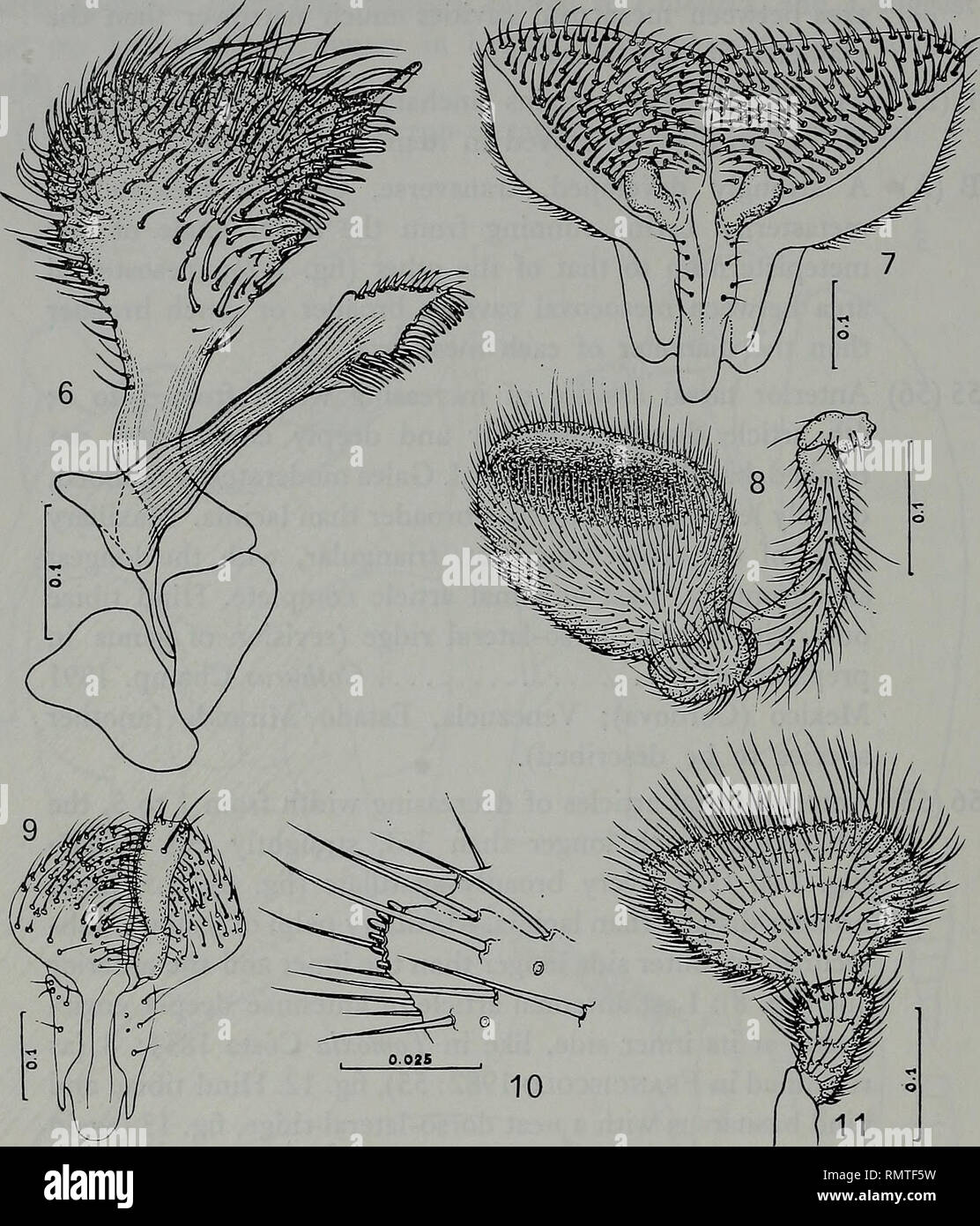 . Annali del Museo civico di storia naturale Giacomo Doria. Natural history. 84 M.E. FRANCISCOLO. Fig. 6-11 - Boatta albertae, ^ holotype: 6. left maxilla, dorsal side; 7. paraglossae, dorsal side; 8. left maxillary palpus, dorsally; 9. paraglosse of Mordella aculeata L. for comparison with fig. 7; 10. inner angle of 3rd article of labial palpus; 11. right labial palpus, dorsally. Description. (^) Dimensions: head 1.35 x 2.0 mm; pronotum 1.7x2.4; elytra 2.3x3.3; total length 5.35; pygidium 0.85x0.65. (^) I will omit description of those morphological aspects which are enough evident in the fig Stock Photo
