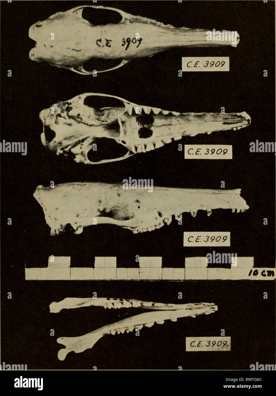 Echymipera hires stock photography and images Alamy