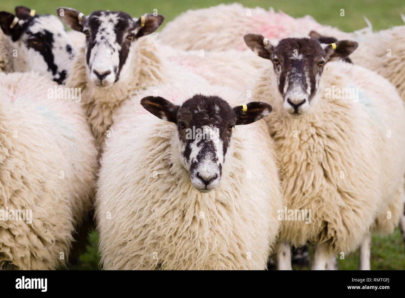 North of England or North Country Mule sheep cross bred between a lowland  ram and a Swaledale ewe to produce hardy offspring with good wool and meat  Stock Photo - Alamy