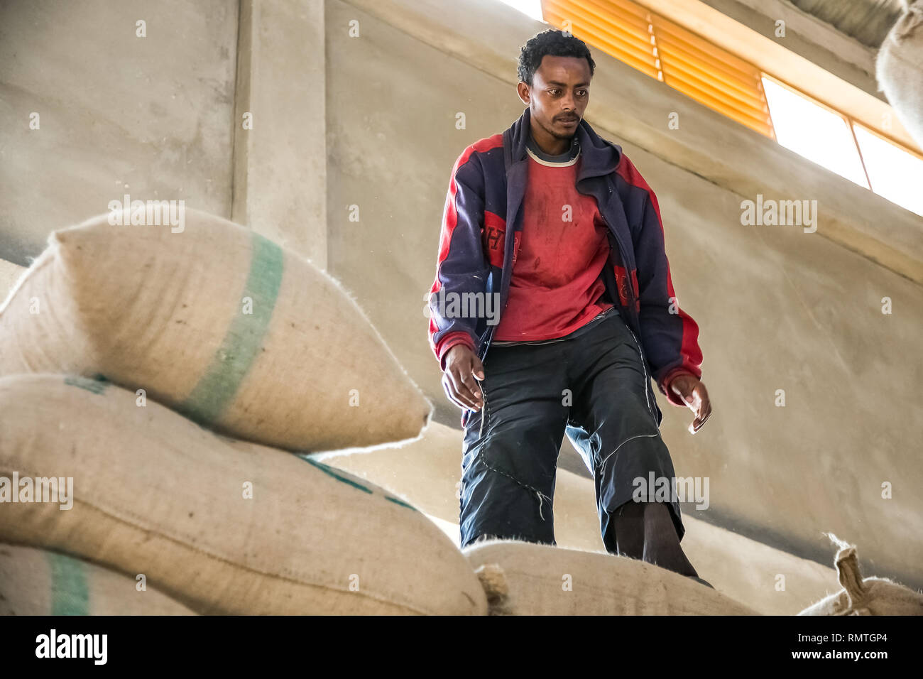 Addis Ababa, Ethiopia - January 30 2014: Men stacking large bags of coffee beans in a warehouse Stock Photo