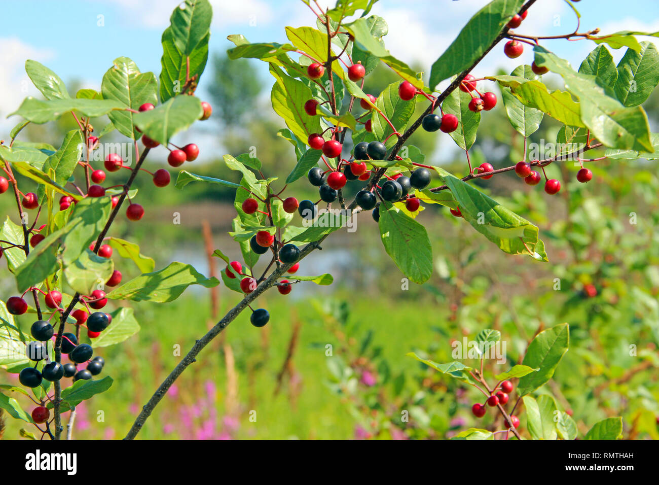 Branches of Frangula alnus with black and red berries. Fruits of Frangula alnus Stock Photo