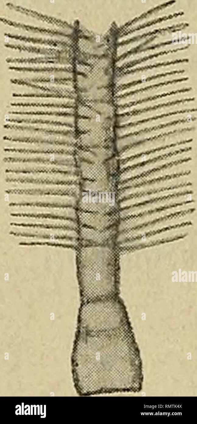 . Annali del Museo civico di storia naturale Giacomo Doria. Natural history. 18 Y. SJÒSTEDT granulis in linea positis nigris; margo pronoti denticulis nuUis, granis sparsis nigris parvulis instructus; antennae longitudine fere elytrorum, graciles, extrorsum sensim leviter attenuatae, valde albo-hirsutae; clypeus angustus supra curvus utrinque levi- ter incurvus, infra incurvus.. Please note that these images are extracted from scanned page images that may have been digitally enhanced for readability - coloration and appearance of these illustrations may not perfectly resemble the original work Stock Photo