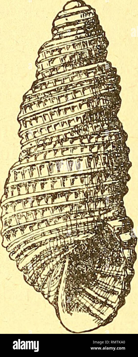 . Annali del Museo civico di storia naturale Giacomo Doria. Natural history. È70 A. HORtfUNG ET G. MERMOB. 4. Geratia Watsoni. Ornementation composée de filets spiraux (7 sur l'avant-dernìer tour) larges, un peu arrondis, décussés par des lignes d'accroisse- ment étroites, régulières, ne passant pas sur les filets spiraux. Dernier tour arrondi, avec une depression sur la region ombilicale faisant res- sortir un cou degagé. Les filets spiraux s'étendent jusqu'à la base. Ouverture semi-ovale. Columelle droite avec un bord columellaire relevé sur la region ombilicale et rejoignant le labre par un Stock Photo