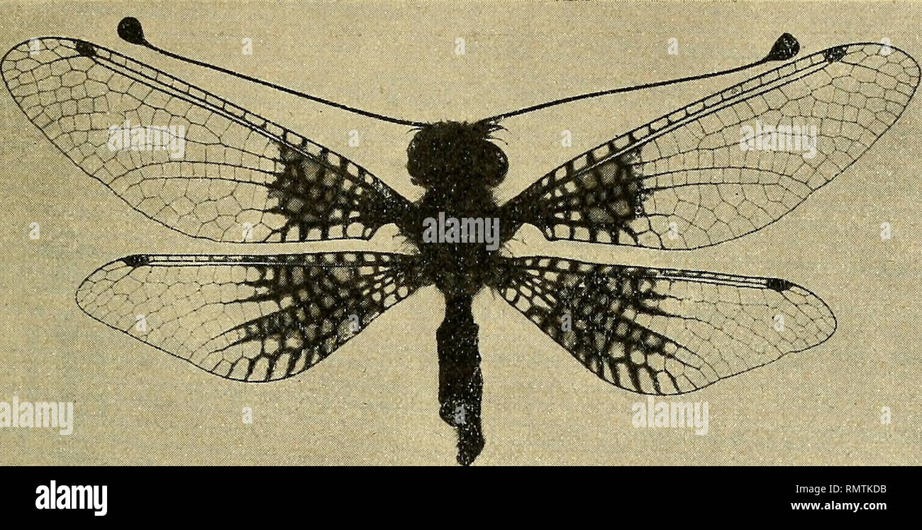 . Annali del Museo civico di storia naturale Giacomo Doria. Natural ...