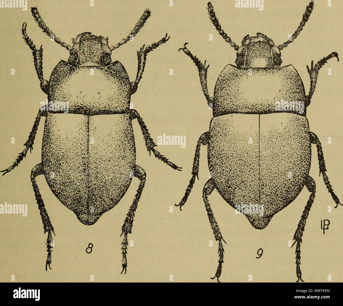 . Annali del Museo civico di storia naturale Giacomo Doria. Natural history. Tenebrionidi delle Is. del Capo Verde 65 $ S : fossetta del prosterno quasi sempre nulla, e quindi il sesso va determinato mediante dissezione. Se presente essa è minima, punti- forme, non setigera. Lungh. : 5,5-8 mm. (un solo individuo misura 8,5). Nota sol- tanto dell'isola Sai, ove è molto frequente (Gridelli, 1. e). Fig. 8.. Fig. 8. - Oxycara laevissimum Gridelli. Isola Sai: Fedra de Lume. - Paratipo; lungh-: rrum. 8; J. Cadenat leg. (Museo Trieste). Fig. 9. - Oxycara Gestroi Gridelli. Isola Boa Vista. - Un parati Stock Photo