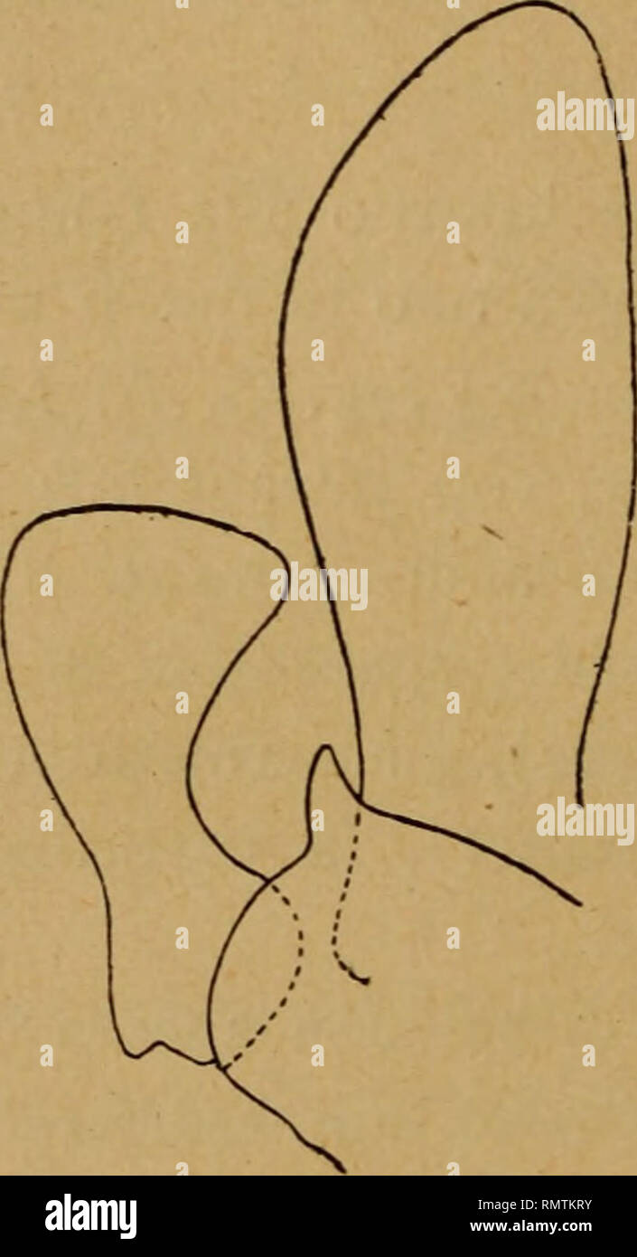 . Annali del Museo civico di storia naturale Giacomo Doria. Natural history. 206 D. GUIGLIA zione sistematica (Haupt, del Junco). Del $ , rimasto fino ad ora ine- dito, riassumo qui i principali caratteri : Capo e torace neri con la parte dorsale dell'epinoto ferruginea e con striscie e macchie giallo avorio così distribuite : due macchie laterali sulla metà basale del clipeo, due striscie sinuose al margine interno delle orbite che dalla base vanno un poco restringendosi verso l'apice, due. Fig. I. - Cruptocheilus variipennis Sustera. - Aedeagus (parte sinistra, da preparato). linee regolari  Stock Photo