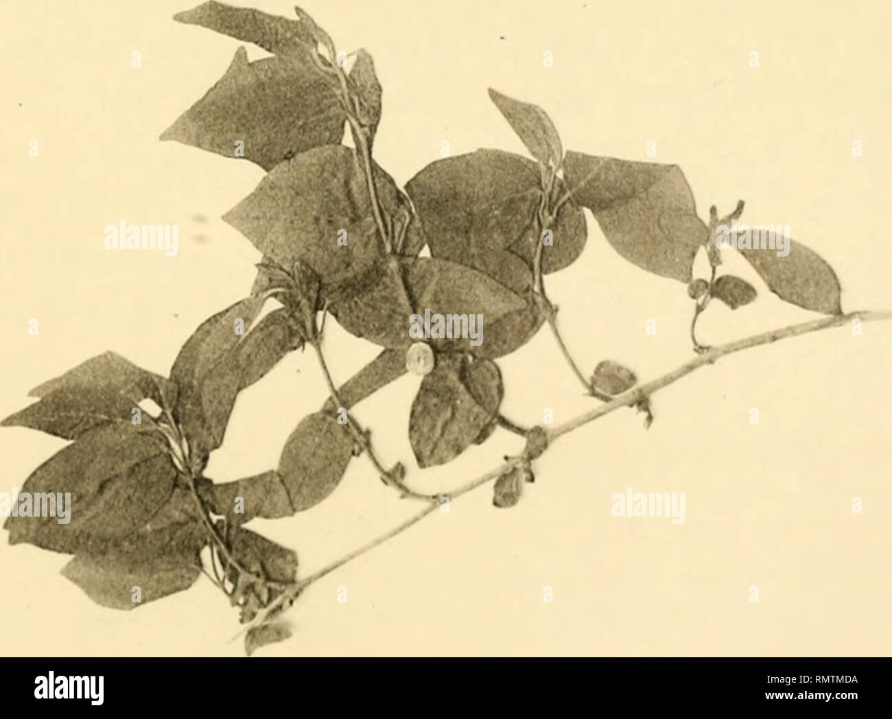 Page 37 W V S High Resolution Stock Photography And Images Alamy