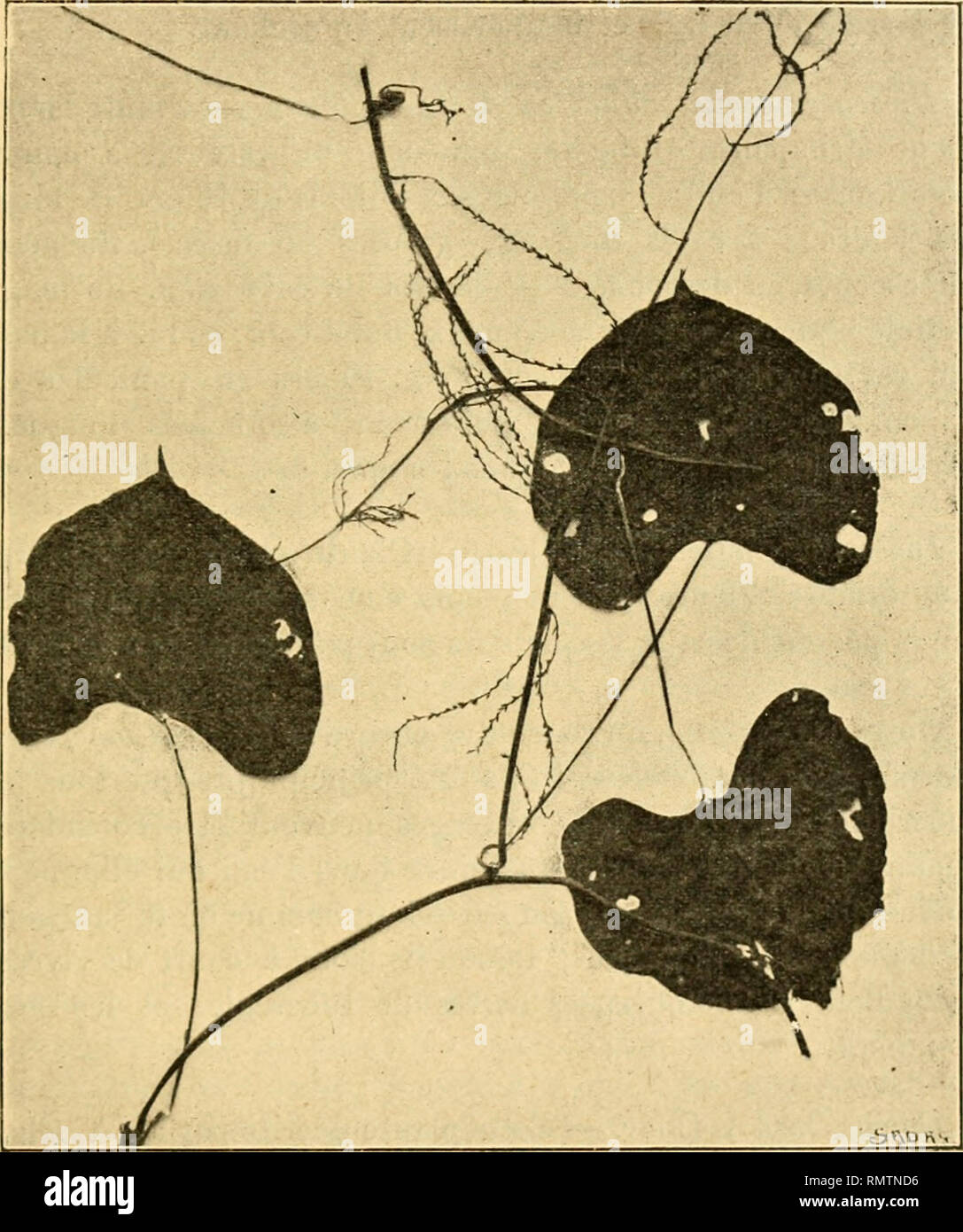 . Annales du Muse colonial de Marseille. Plants -- Madagascar; Tropical plants. CULTURES INDÎGÈJSES DE LA RÉCION DU GRIBINGUI 243 N° 1853. 13 août 1912. Kaga M'Bra. Cette espèce se caractérise nettement par ses feuilles plus. Fig. 6. — Dioscorca longipetiolata nnv. spec. larges que longues, par la longueur du pétiole et par le déve- loppement considérable des racèmes floraux qui atteint un mètre. Dioscorea dumetoriim Pax. — Cette plante existe à l'état. Please note that these images are extracted from scanned page images that may have been digitally enhanced for readability - coloration and ap Stock Photo