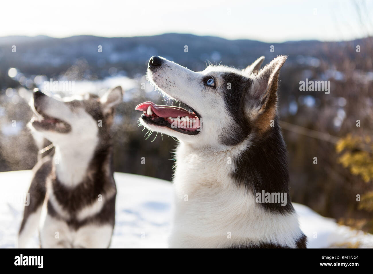 Two husky dogs playing around and enjoying the winter on the top of a ...