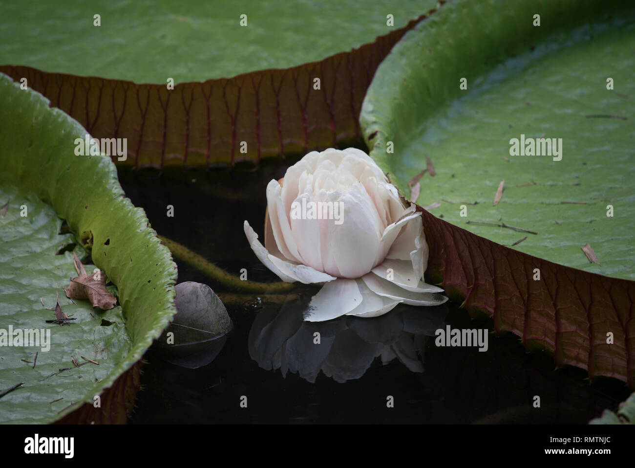Giant amazon waterlily behind its big floating leaf in the botanical gardens in Rio de Janeiro Stock Photo