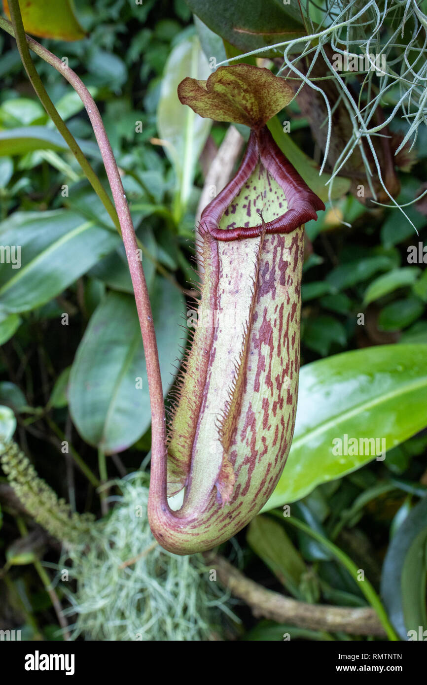 Carniverous, itcher plant, Cloud Forest, Gardens by the Bay, Singapore Stock Photo