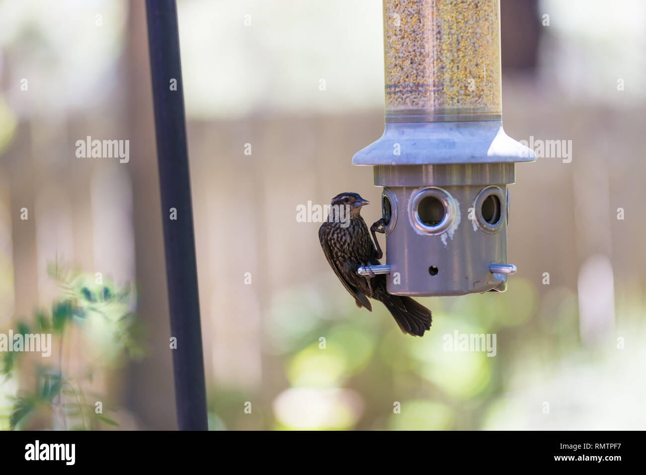 Sparrow eats at seed bird feeder in aviary Stock Photo