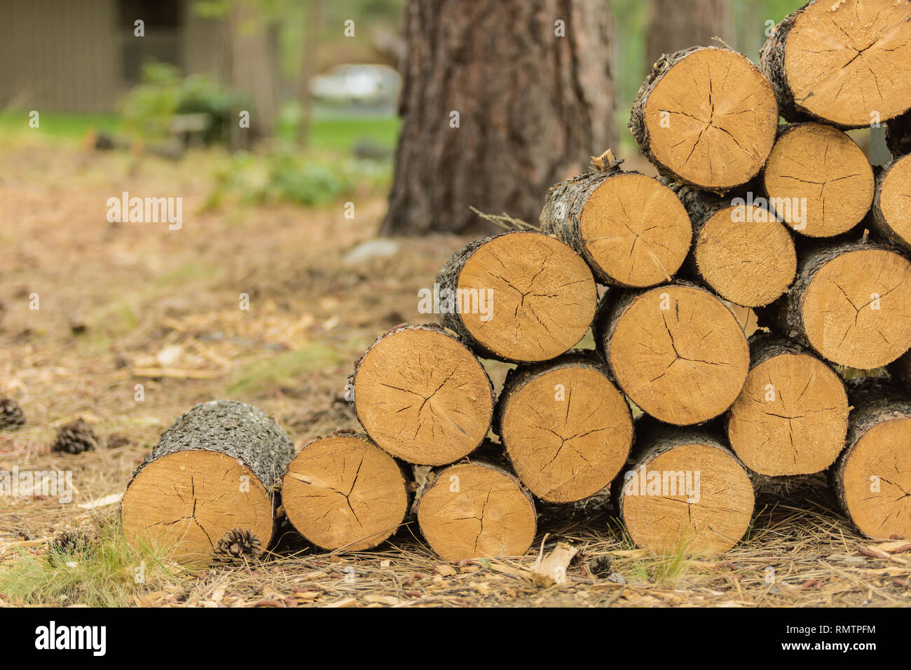 Stacked chopped pine trunks cut and stacked, firewood, logs, lumber ...