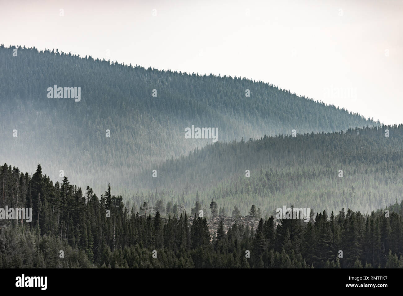 Fog covering forest hi-res stock photography and images - Alamy