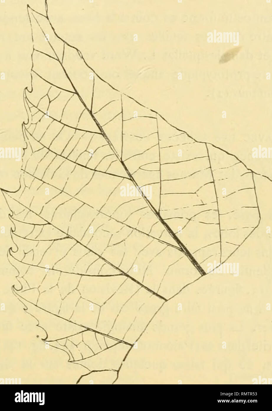 . Annales du Musée d'histoire naturelle de Marseille, published aux frais de la ville ... Comparaison avec les formes vivantes. — La forme, que nous analysons, fait partie d'un groupe prototypique, qui renferme un grand nombre de types rapportés tantôt à une feuille, tantôt à une autre, et qui constituent dans les flores fossiles anciennes une de ces énigmes bien faite pour captiver l'attention des paléobotanistes. Nous n'insisterons pas sur la comparaison qu'on pourrait tenter avec les. F[C. 54. — Ptatanus Schimpcri f Fragment de lobe portant des dents plus trapues (Coll. de TEcoIe des Mines  Stock Photo