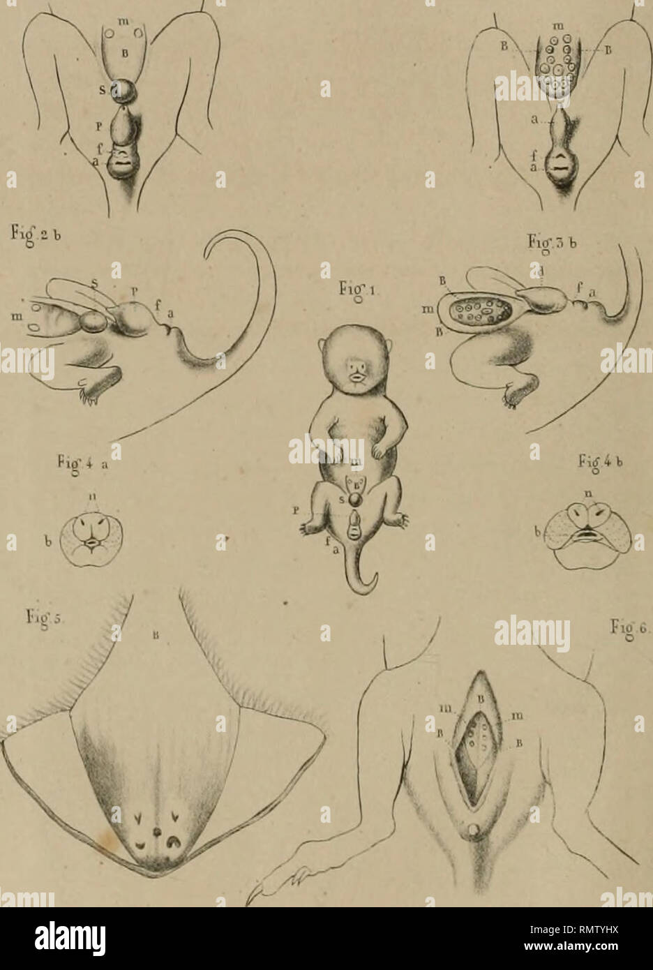 Annales Francaises Et Etrangeres D Anatomie Et De Physiologie Ana D Jnaiomie Eii T Paifslol C Tin H Ix Fio 2 A Iicf Sa 1 1 0 L R Ri F Llfnirj Tc Ua I R Am U Sour A Fyi 4i Ijm T N I F Y A 4ttjr R Please Note That