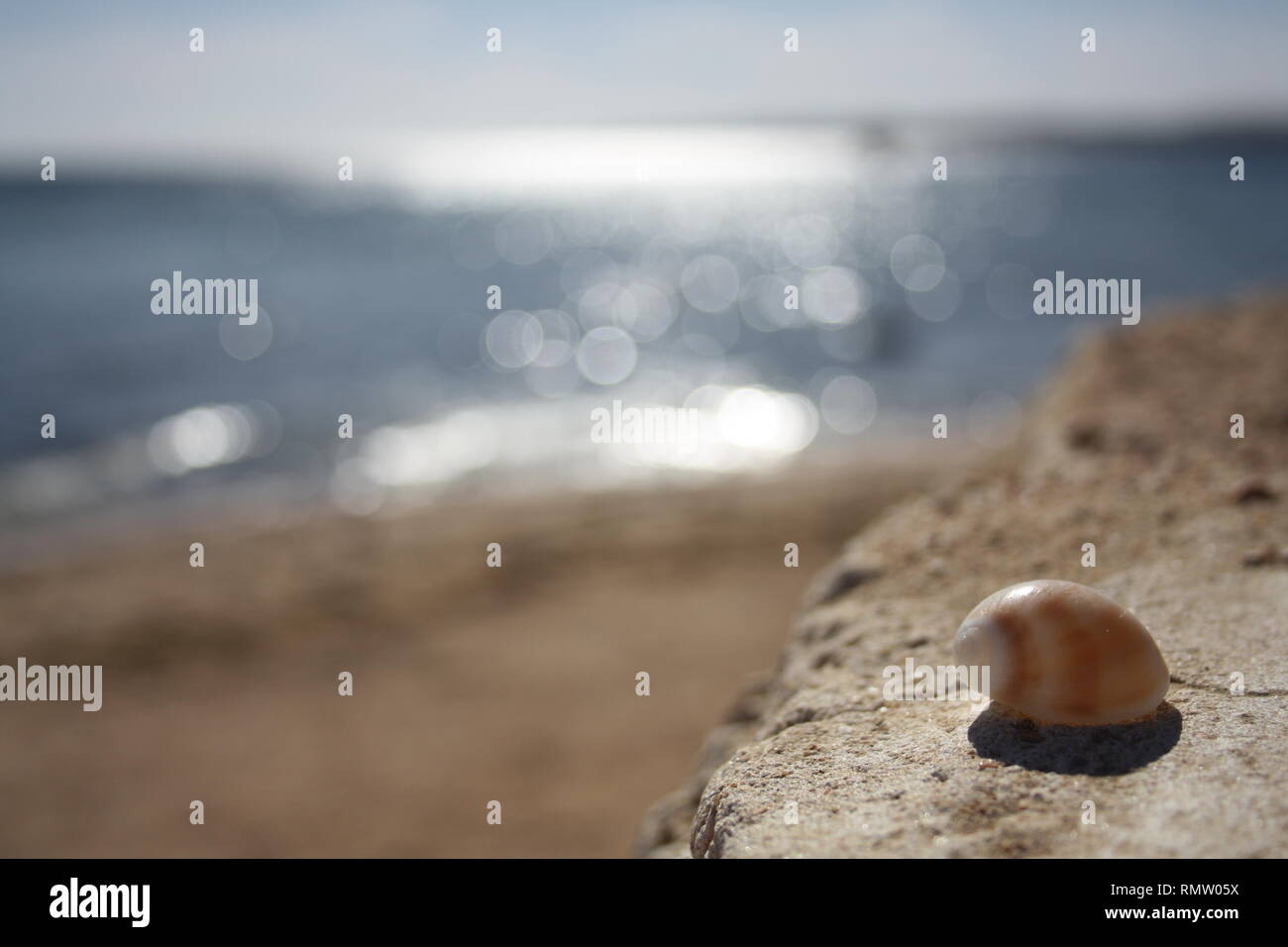 Eine Muschel am Strand sonnig Stock Photo