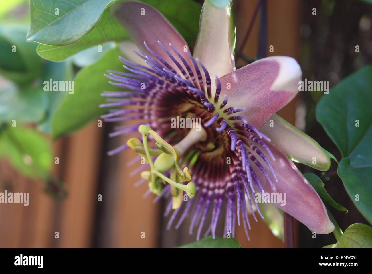 Blühende Pflanzen Passionsblume im Frühjahr im Hintergrund grünes Stock Photo