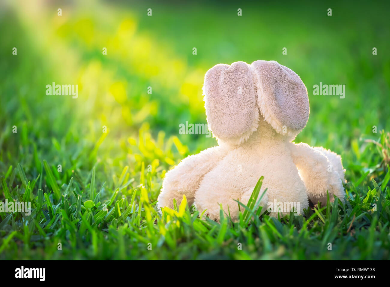 Traditional Easter bunny sitting on fresh green grass field, cute white ...