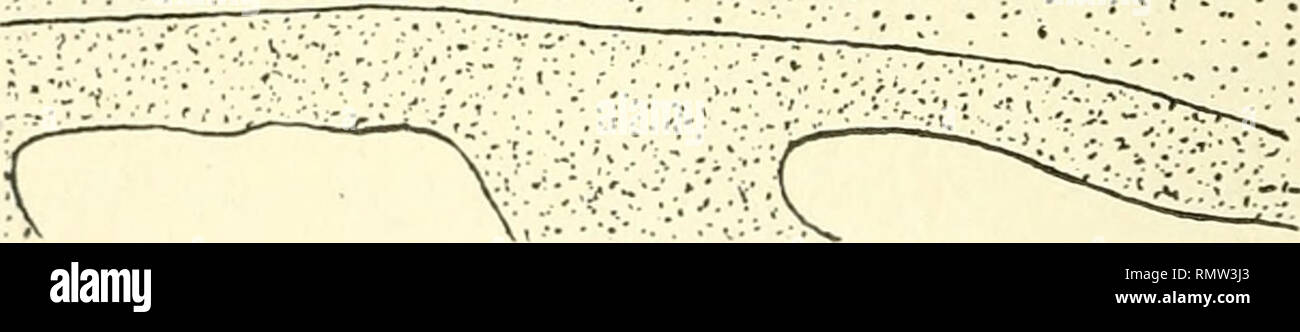 . Annales du Muse colonial de Marseille. Plants -- Madagascar; Tropical plants. •;•: •.-'-'• K Fig. 8 (schématique). Von lira Thouarsiana Becc. (loupe transversale du péricarpe avec cellules à raphides ; sel, manchon de cellules scléreuses ; jv, faisceaux fibro-vasculaires ; is, tégument séminal. Gr. 40. étudiées, un manchon scléreux plus ou moins continu et très déve- loppé, dans la région médiane du péricarpe. Plus profondément se. Please note that these images are extracted from scanned page images that may have been digitally enhanced for readability - coloration and appearance of these il Stock Photo