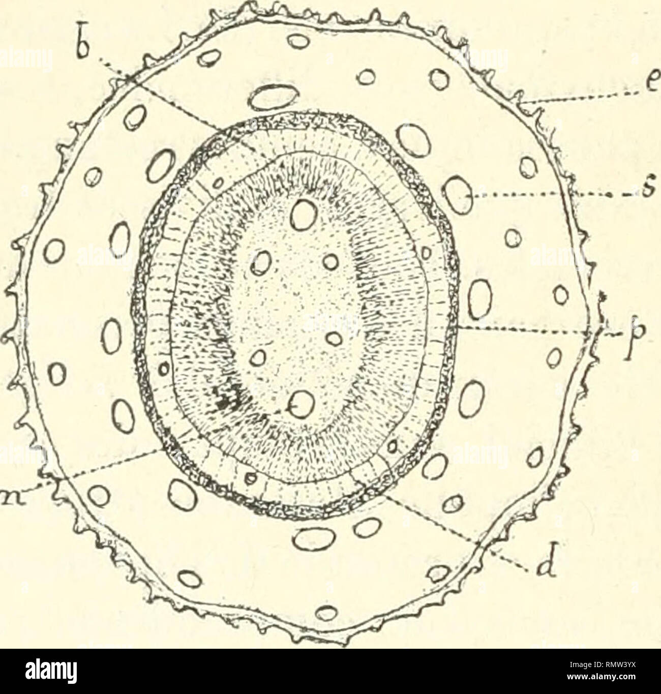 . Annales des sciences naturelles. Plants; Biology. 322 H. JACOB DE CORDEMOY Variations de l'appareil sécréteur du TSIMATIMIA PERVILLEl. Le Ts. Pervillei est une espèce indifférente, dont des formes nombreuses ont été recueillies à la fois sur des terrains sédi- ment aires divers (calcaires, grès, sol caillouteux ou sablonneux) et sur des terrains primitifs (gneiss etscbistes cristallins). D'où deux séries de formes cà distinguer. Formes des 1 errains sédimentaires. — Elles se signalent toutes par une réduction plus ou moins accentuée de l'appa- reil sécréteur. Prenons d'abord les for- mes du  Stock Photo