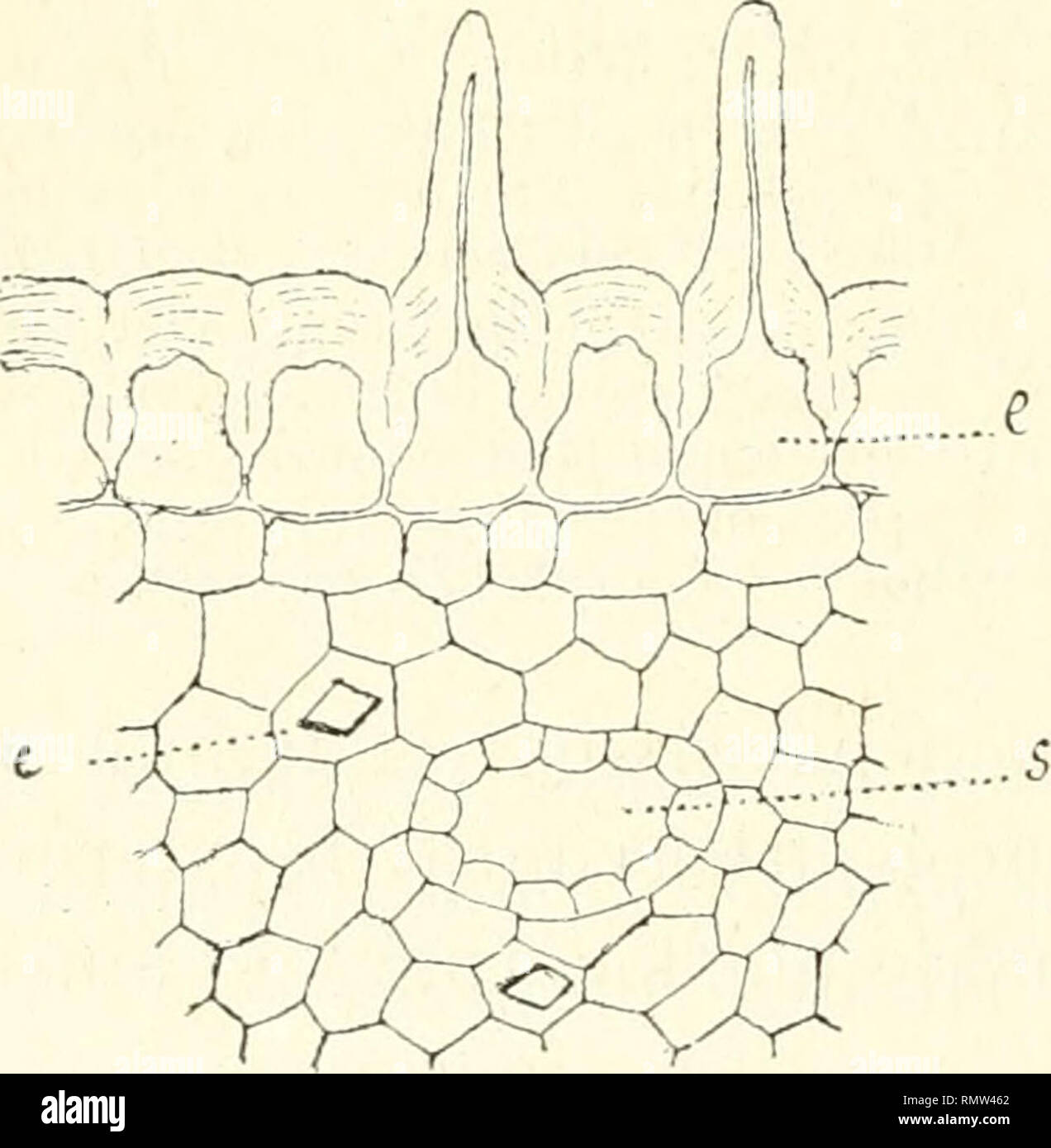 . Annales des sciences naturelles. Plants; Biology. 316 H. JACOB DE CORDEMOY n'observe, eu effet, pas de cristaux, tandis qu'on eu trouve, en quantité à la vérité très variable, dans les diverses formes de Tshnat'wÏKi Pervillei. Mais ce n'est évidemment pas là un caractère distinctif suffisant. Avant d'étudier les variations si remarquables de l'appareil sécréteur chez ces deux Tsimalhiùa, nous résumerons tout d'abord leurs principaux caractères an atomiques, qui permettent d'établir leurs affinités avec les Rlteedïa. Caractères axatomiques géînéraux des TSIMATIMIA, Tige.. L'épiderme est toujo Stock Photo