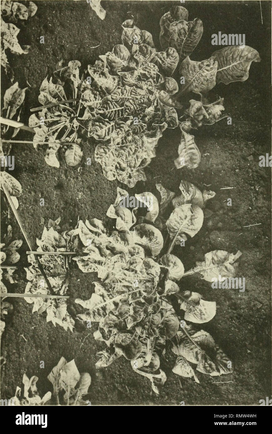 Annales Du Jardin Botanique De Buitenzorg Plants Plants Indonesia Ann Du Jardin De Buifenzor