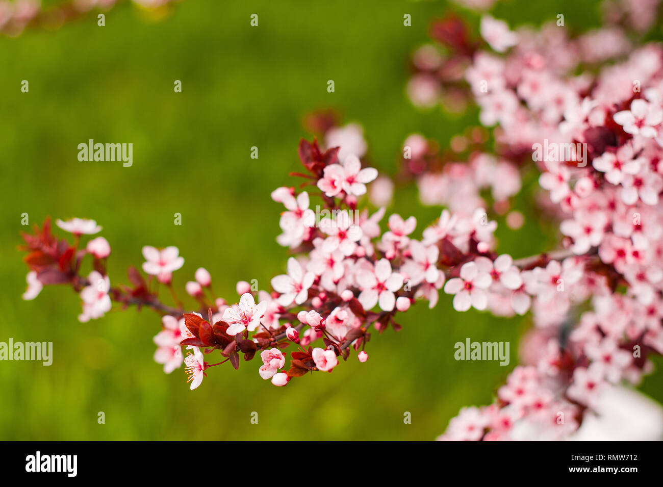Spring Cherry blossoms, pink flowers Background Stock Photo - Alamy