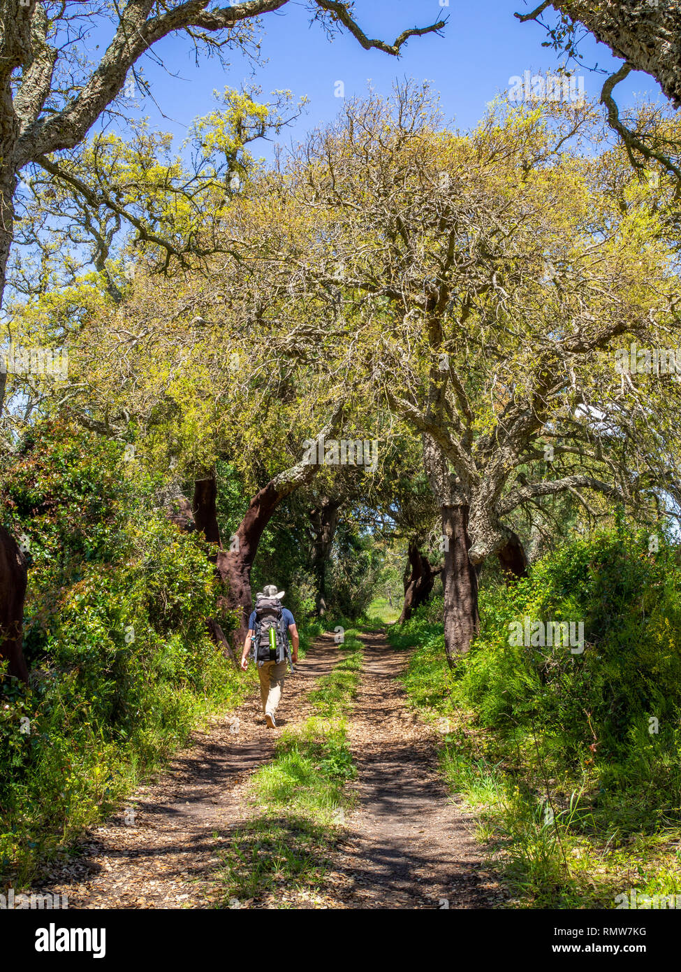 A trekker passing through a cork grove between Cercal do Alentejo and Porto Covo on the Rota Vicentina in southern Portugal. Stock Photo