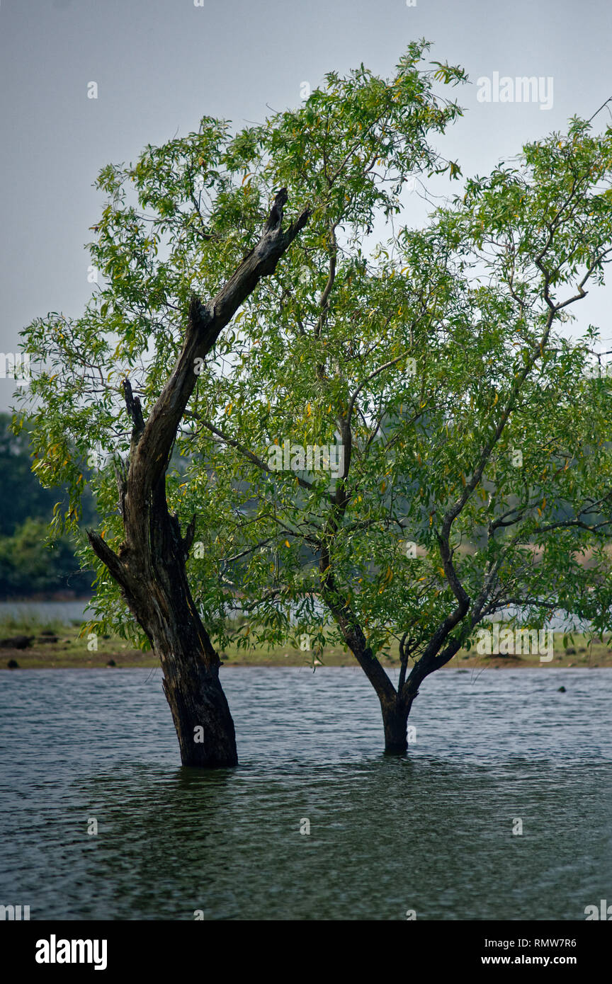 Trees submerged in lake, sindhudurg, Maharashtra, India, Asia Stock Photo