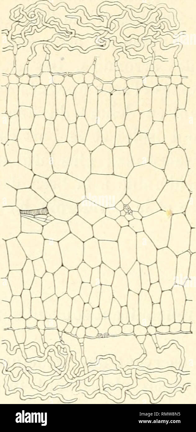 . Annales des sciences naturelles. Plants; Biology. lOi H. CHERMEZON Diotis candidissima Desf. Plante vivace des sables maritimes, couverte d'un tomentum épais. Feuille (fig. 21). — La feuille, indépendamment de son tomentum, est assez épaisse, même un peu cliai'uue ; la structure est isolatérale, serrée. Les cellules épidermiques sont assez petites, isodiamétriques ou aplaties, à membrane externe mince; les poils, très nombreux, sont por- tés par 2-3 cellules à parois minces, la cellule basilaire souvent un peu dilatée ; le poil lui-même est très long, unicellulaire, à parois assez épaissies  Stock Photo