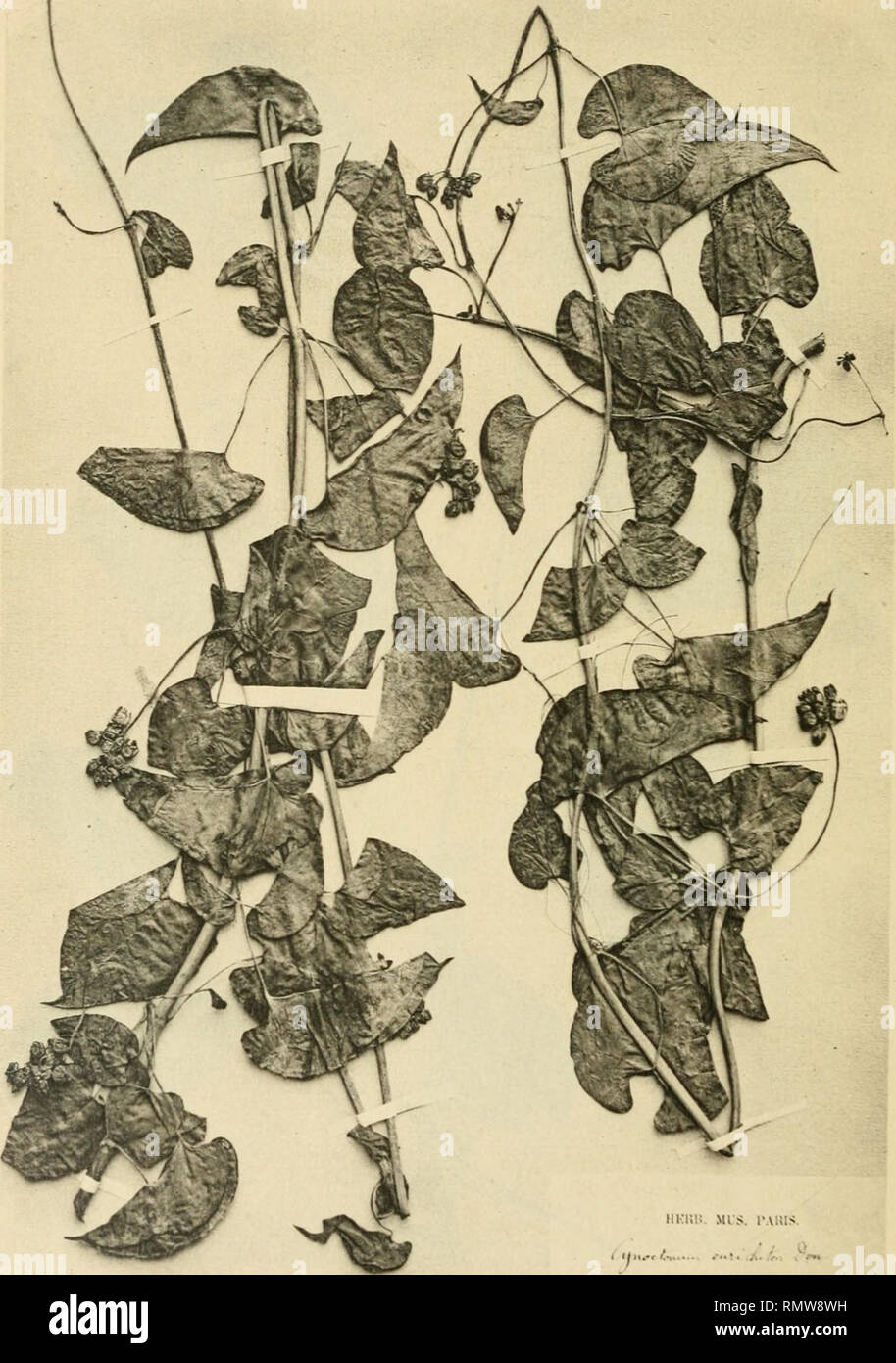 . Annales du Muse colonial de Marseille. Plants -- Madagascar; Tropical plants. Annales du Musée Colonial de Marseille. 1927.. llKlili. MIS. l'AlilS, PI. XII. - CYNANCHUM COMORENSE Choux (spécimen de l'herbier du Muséum de Paris). CHOUX. Photo. Tmp. Catala frèrps. Paris.. Please note that these images are extracted from scanned page images that may have been digitally enhanced for readability - coloration and appearance of these illustrations may not perfectly resemble the original work.. Muse colonial de Marseille. Marseille : Muse colonial Stock Photo