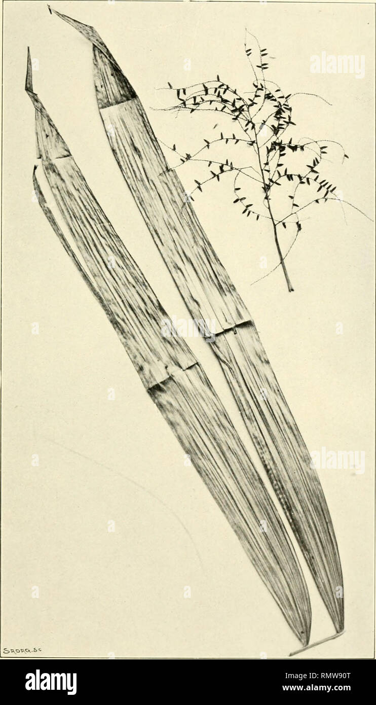 . Annales du Muse colonial de Marseille. Plants -- Madagascar; Tropical plants. Annales du Musée colonial de Marseille 3e série. I&quot; volume 1913. Page il.. PI. XX. — Segments foliaires el ramification de l'inflorescence du Chrysa.lidoca.rpus rivularis.. Please note that these images are extracted from scanned page images that may have been digitally enhanced for readability - coloration and appearance of these illustrations may not perfectly resemble the original work.. Muse colonial de Marseille. Marseille : Muse colonial Stock Photo