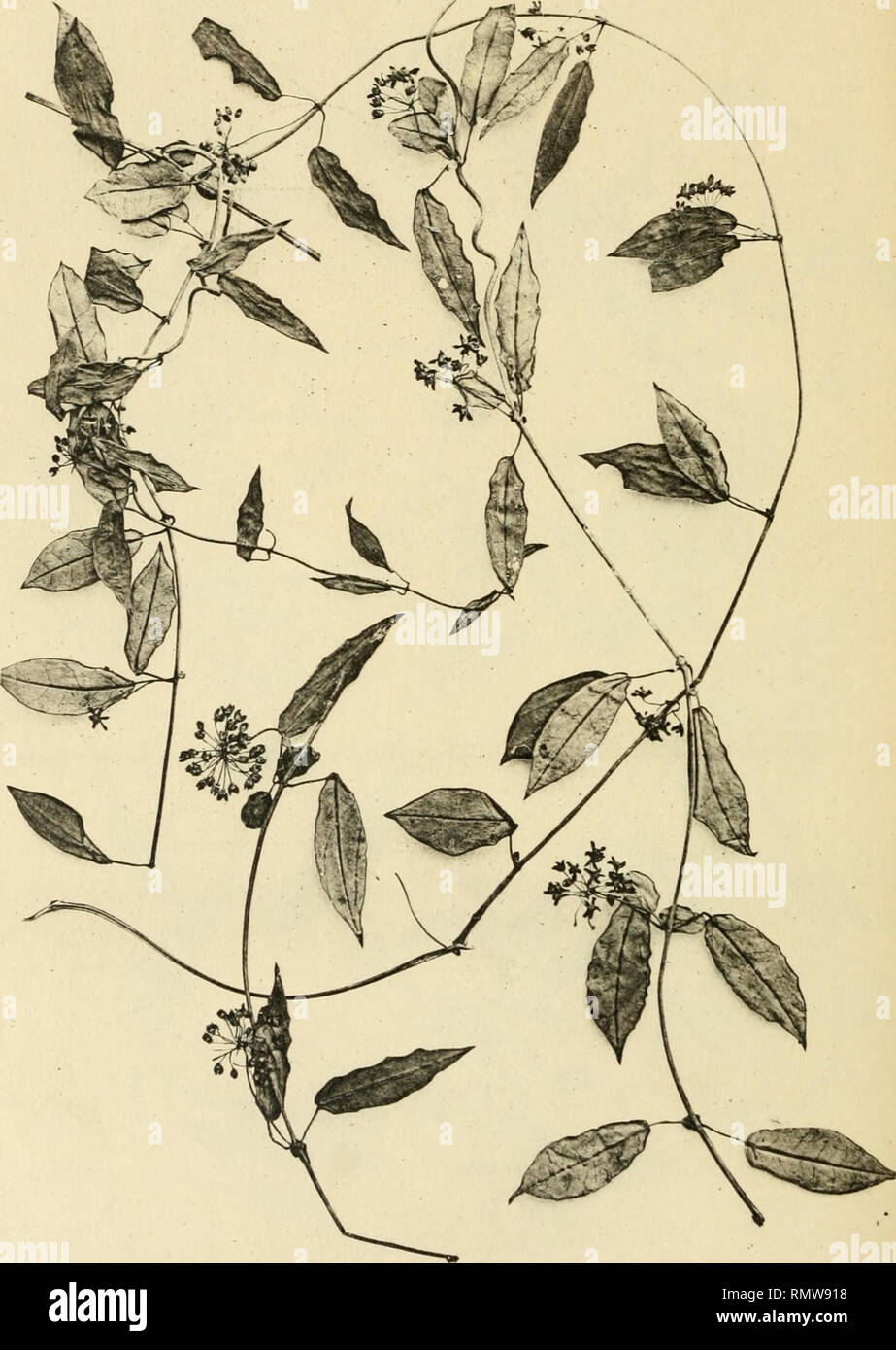 . Annales du Muse colonial de Marseille. Plants -- Madagascar; Tropical plants. Annales du Musée Colonial de Marseille. 192L. PI. VI. - CYNANCHUM SUBCORIACEUM Schltr. (feuilles ovales-allongées à hase subaigue). CHOUX, Photo. Imp. Catala frères. Paris.. Please note that these images are extracted from scanned page images that may have been digitally enhanced for readability - coloration and appearance of these illustrations may not perfectly resemble the original work.. Muse colonial de Marseille. Marseille : Muse colonial Stock Photo