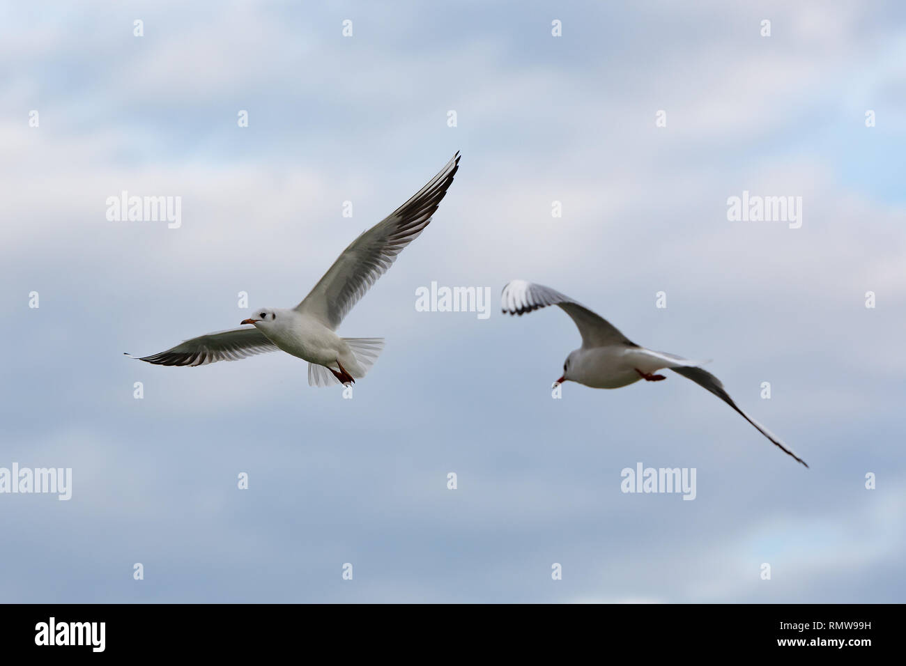 A seagull flying, with wings spread, in the background blue sky with clouds. Stock Photo