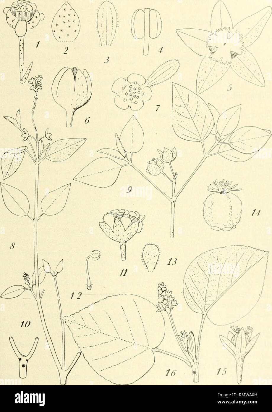 Annales Du Muse Colonial De Marseille Plants Madagascar Tropical Plants Les Croton De Madagascar Et Des Iles Voisines 67 Flg 10 Croton Bastardi 1 Fleur 2