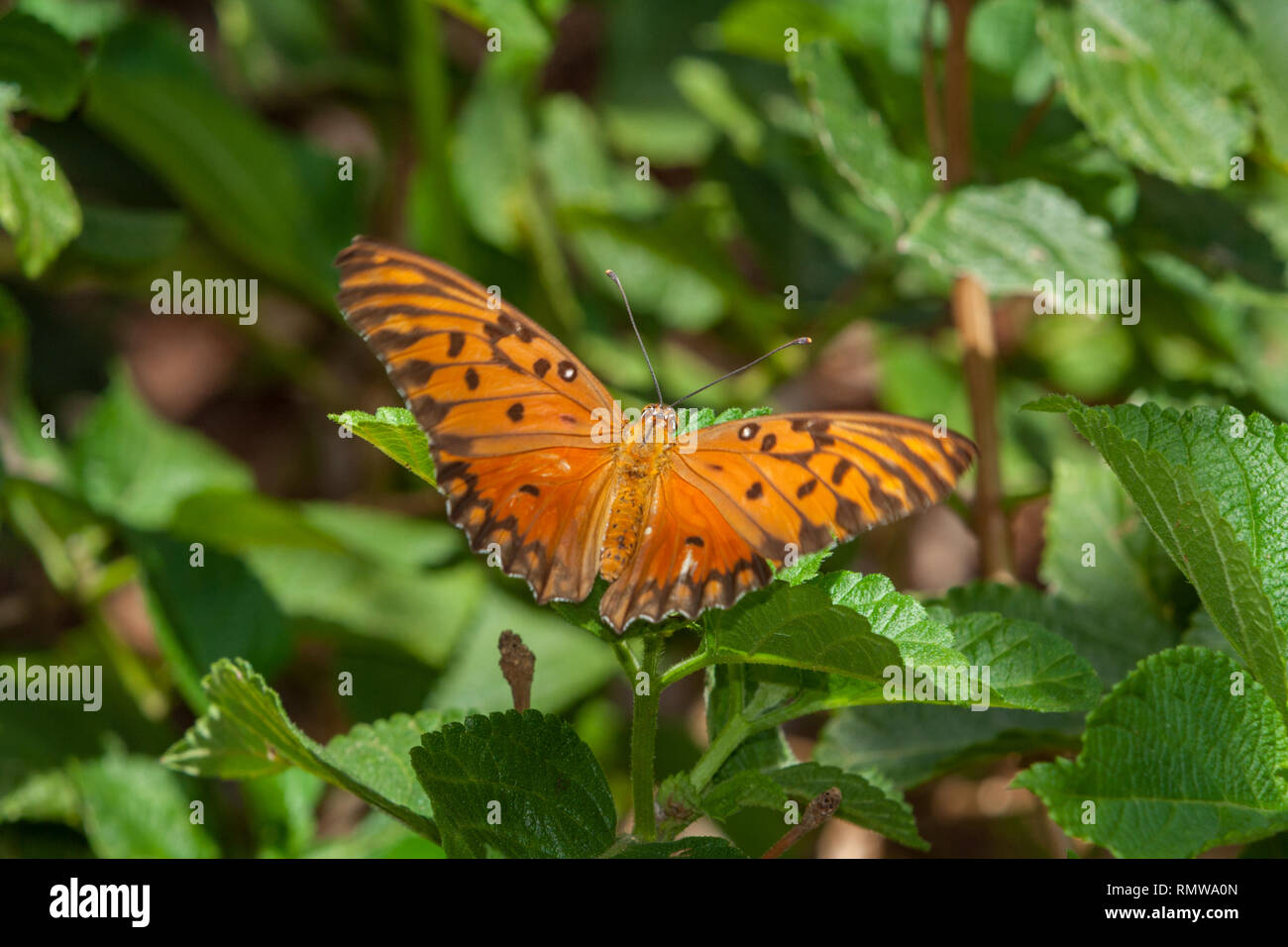 Gulf fritillary (Agraulis vanillae), aka passion butterfly, bright orange, dorsal view, feeding on umbelanterna (Lantana camara) flower, Paraguay Stock Photo