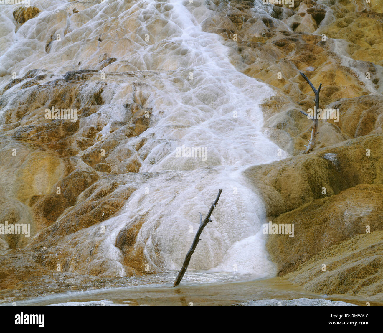USA, Wyoming, Yellowstone National Park, Palette Spring, formed from layers of microbe-colored travertine, and dead tree, Mammoth Hot Springs Area. Stock Photo