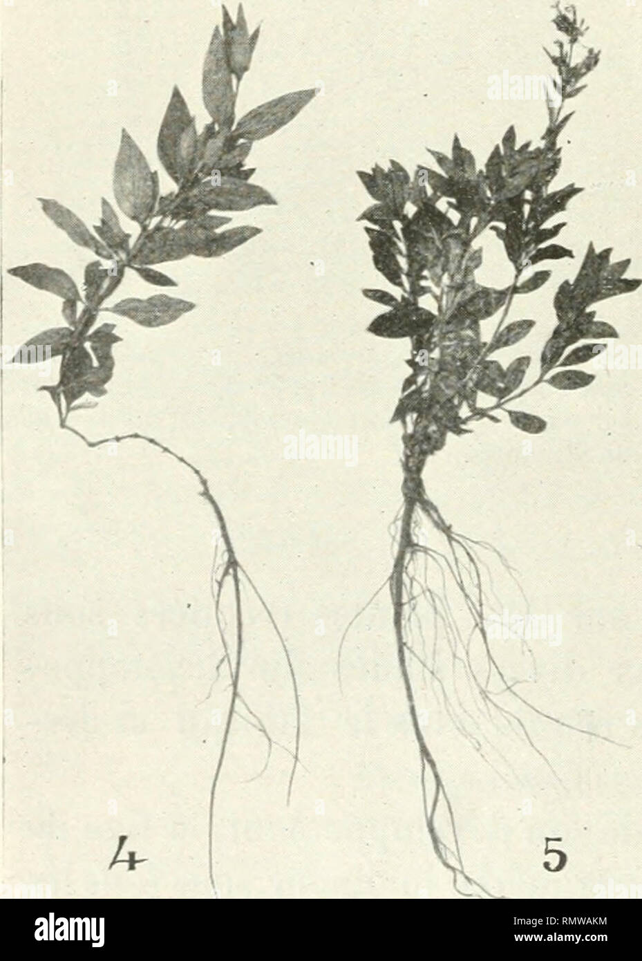 Matyrer Rampent . Annales des sciences naturelles. Plants; Biology. 212 RAOUL COMBES ...