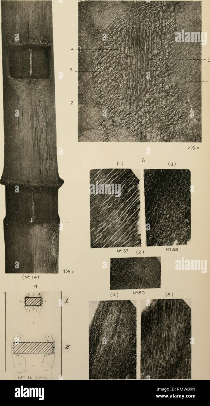 Annales Du Jardin Botanique De Buitenzorg Plants Plants Indonesia Ann Du Jardin De Buitenzor