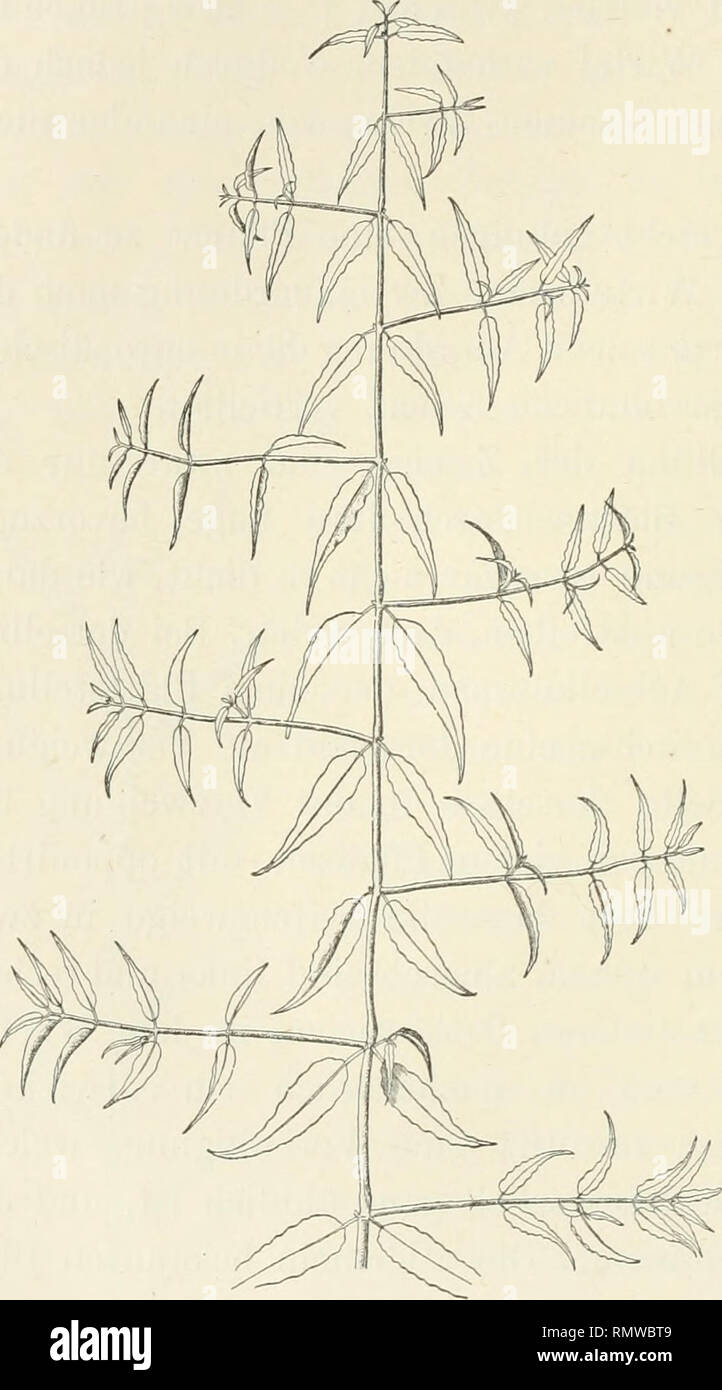 . Annales du Jardin botanique de Buitenzorg. Plants; Plants -- Indonesia. 40 oberhalb desjenigen des ersten Blattpaares,nicht gegeniiber wie bei einer Schraubel. An den bis 2 M. langen Sprossen des Climacanthus lasst sich die mono- podiale Wickel sehr schon verfolgen, die Unregelmassigkeiten sind sehr selten, in- dem hie und da auch eine andere Knospe anfengt zu wachsen. Obwohl bei der Anle- gung die Blatter de- cussirt sind, fallen jedoch die Seiten- sprosse fast in eine Ebene. In der Gipfel- region unterhalb des terminalen Bluthen- standes verschwindet die Bevorzugung einer Achselknospe gege Stock Photo