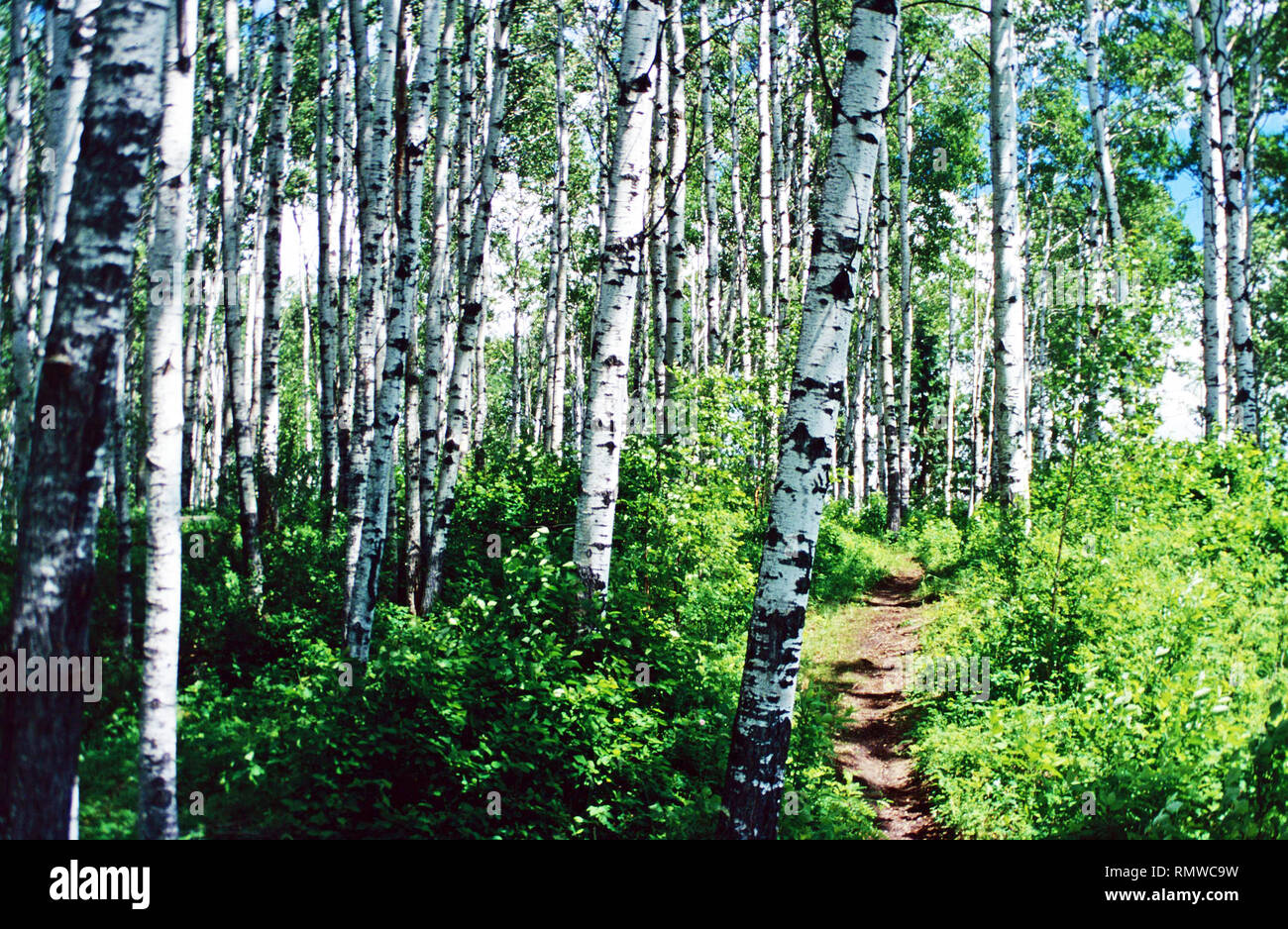 Trail through the birch trees,Prince Albert National Park,Saskatchewan
