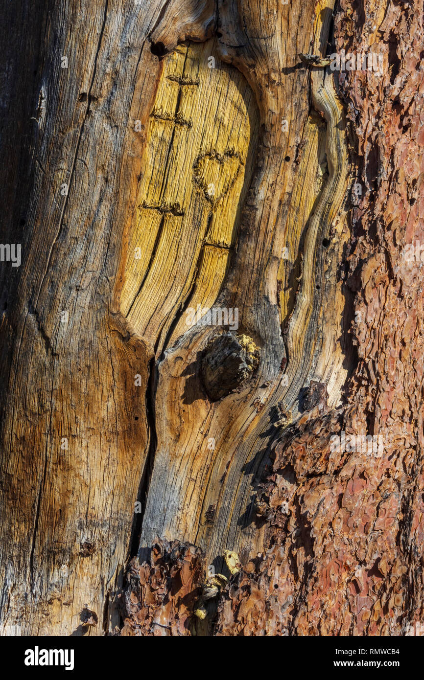 Part of letters and heart carved in the inner bark of an old Ponderosa pine tree, Gateway Mesa Open Space Park, Castle Rock Colorado US. Stock Photo