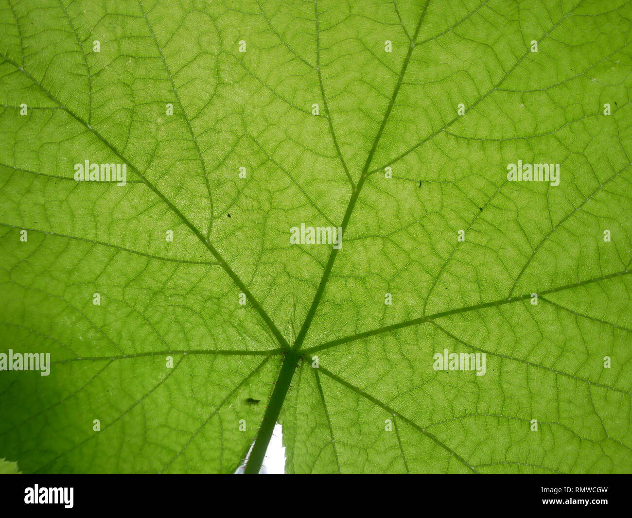 Close-up of a back lit green leaf showing texture and leaf veins in western California Stock Photo