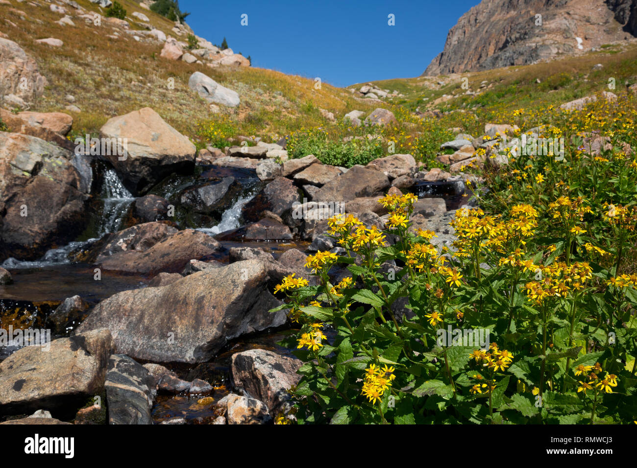 WYOMING - Flowers blooming along a small creek next to the Beartooth Highlakes Trail in the Beartooth Mountains area of Shoshone National Forest. Stock Photo