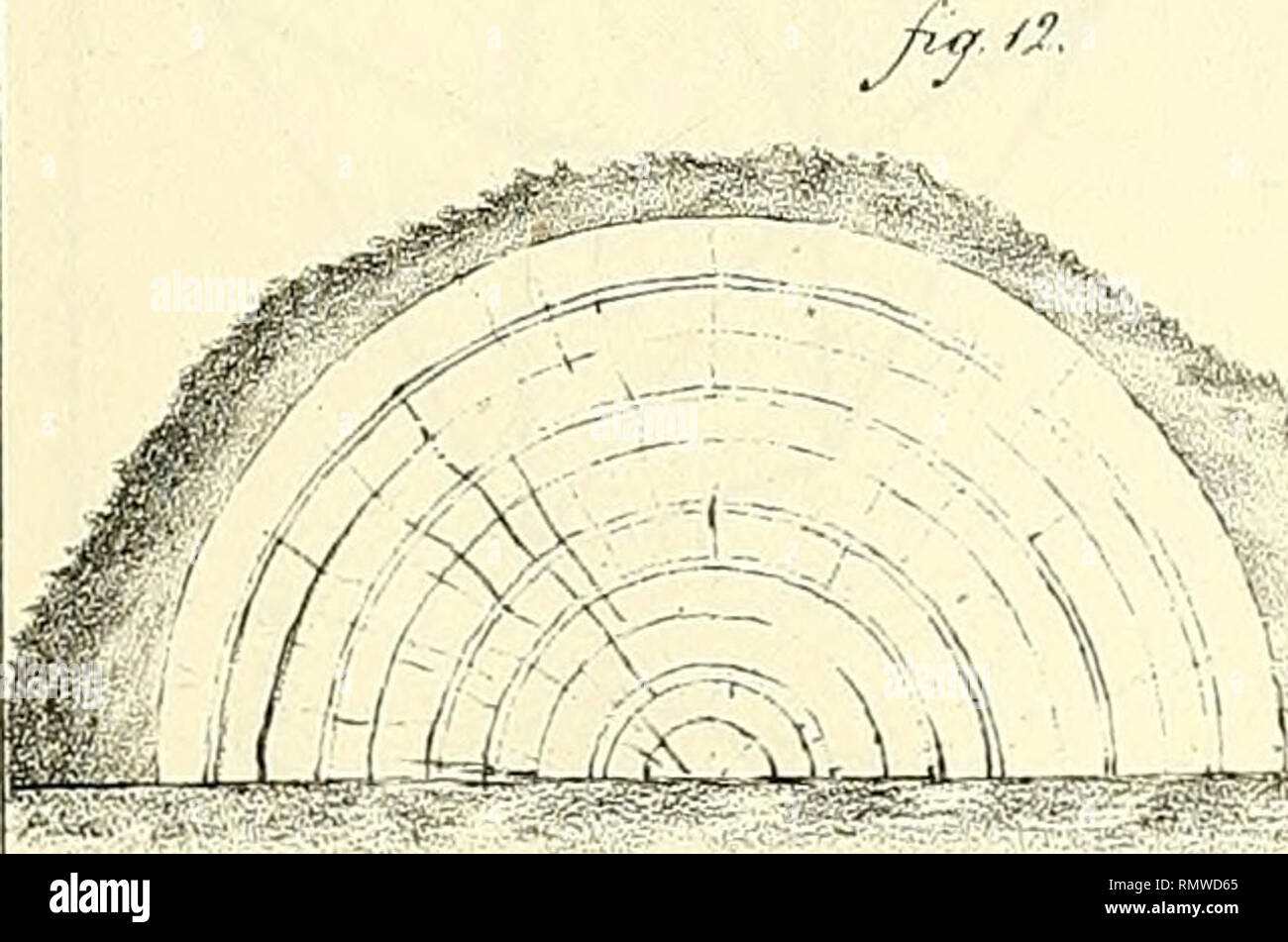 Annales Des Sciences Naturelles Science Anatomy Y Gt J A V A A A R7j3a Tthl X W Tlww B Y 5 Gt Va V T F Gt Please Note That These Images Are Extracted From Scanned Page