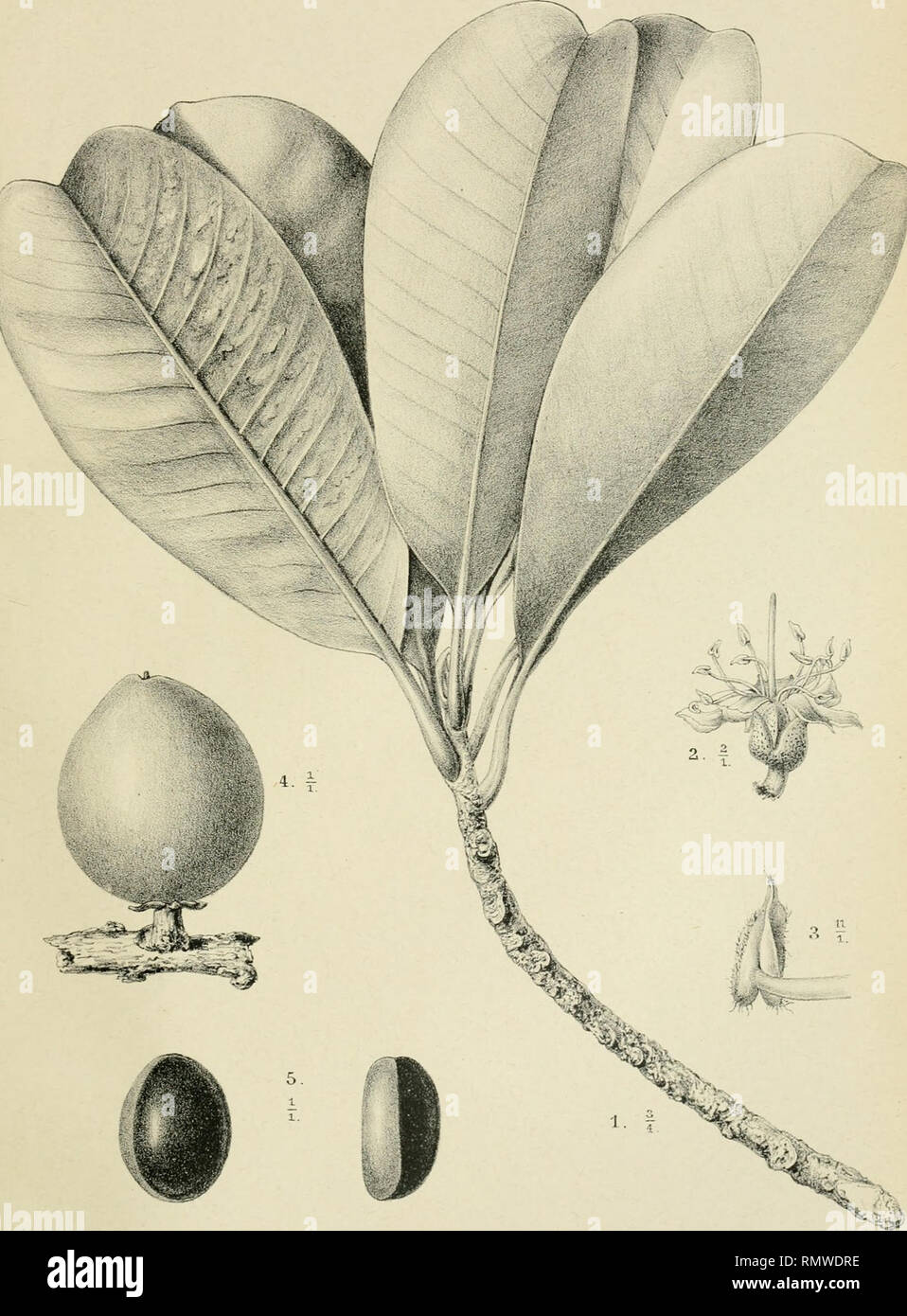 . Annales du Jardin botanique de Buitenzorg. Plants; Plants -- Indonesia. PI.VI.. CLaa^, del. P.W.M.7r&amp;p imp.-. A.J.'&quot;''exrIel, litJo,. PALAQUIUM BORNEENSE.. Please note that these images are extracted from scanned page images that may have been digitally enhanced for readability - coloration and appearance of these illustrations may not perfectly resemble the original work.. Kebun Raya Indonesia. Leiden [etc. ] E. J. Brill [etc. ] Stock Photo