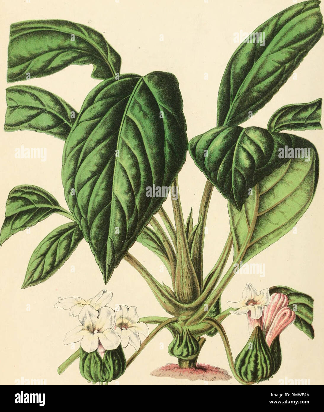 . Annales d'horticulture et de botanique, ou Flore des jardins du royaume des Pays-Bas, et histoire des plantes cultives les plus intressantes des possessions nerlandaises aux Indes orientales, en Amrique et du Japon. Plants, Cultivated; Gardening; Plants, Cultivated -- Netherlands; Gardening -- Netherlands. CYRTANDRA PENDULA lil. Please note that these images are extracted from scanned page images that may have been digitally enhanced for readability - coloration and appearance of these illustrations may not perfectly resemble the original work.. Socit royal d'horticulture des Pays-Bas; Siebo Stock Photo